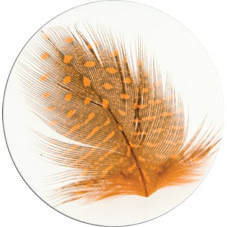 FEATHERS - DECORATIONS FROM THIN EMBRACING THE FINISHING GEL