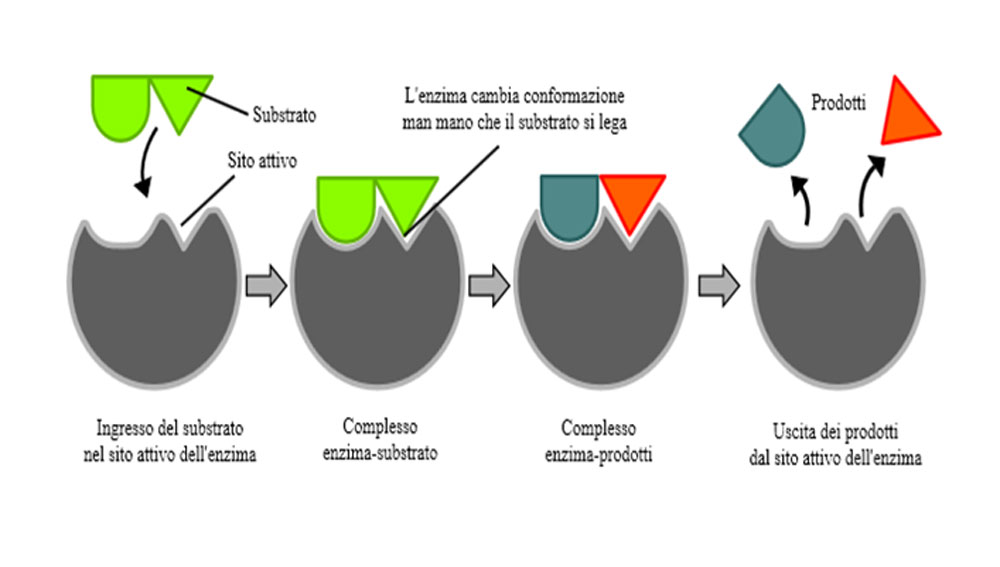 fiale ritardanti